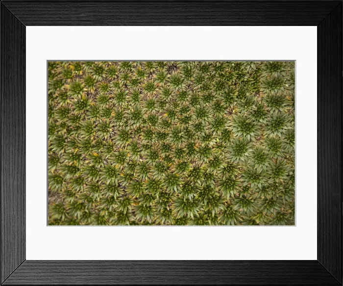 Framed Print : South America, Ecuador. Alpine suculent plants, Cajas National Park (Parque Nacional El Cajas)