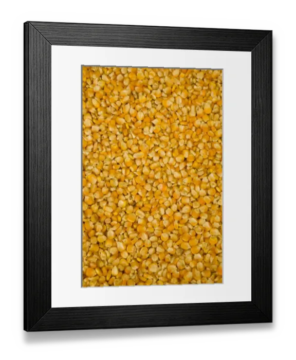 Framed Print : Husked corn kernels for sale in market, Cuenca, Ecuador, South America Framed Print : Husked corn kernels for sale in market, Cuenca, Ecuador, South America