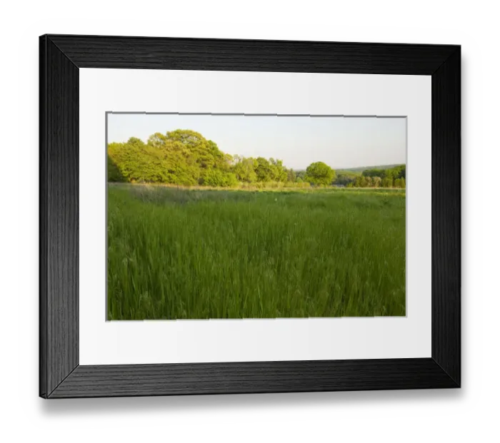 Framed Print : A tree nursery in Hopkington, Massachusetts