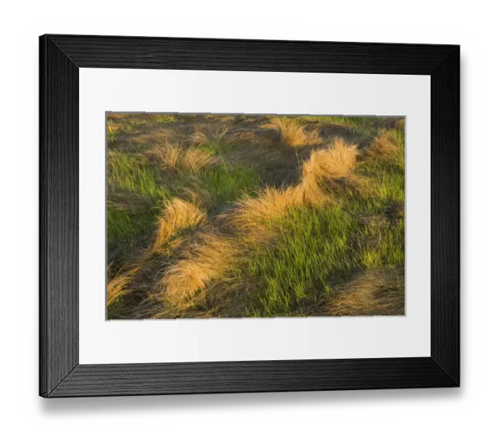 Framed Print : Salt marsh grass in spring. Strawberry Hill Preserve in Ipswich, Massachusetts Framed Print : Salt marsh grass in spring. Strawberry Hill Preserve in Ipswich, Massachusetts