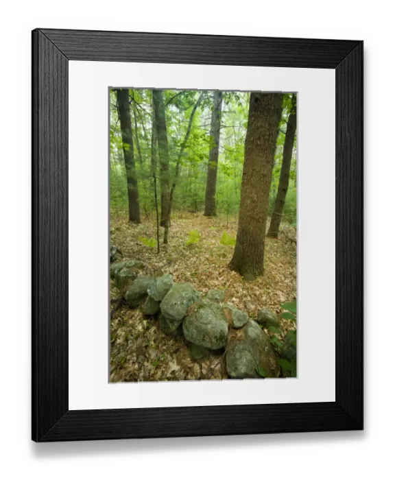 Framed Print : Stone wall in an Oak-Pine forest in Pepperell, Massachusetts