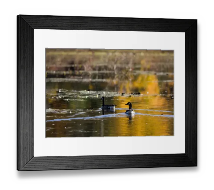 Framed Print : Canada Geese at the Ewell Reservation in Rowley Massachusetts USA Framed Print : Canada Geese at the Ewell Reservation in Rowley Massachusetts USA