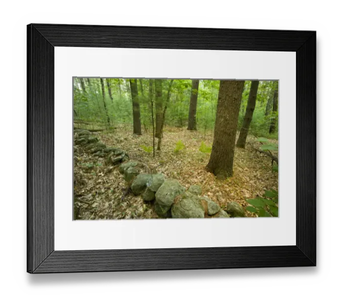 Framed Print : Stone wall in an Oak-Pine forest in Pepperell, Massachusetts