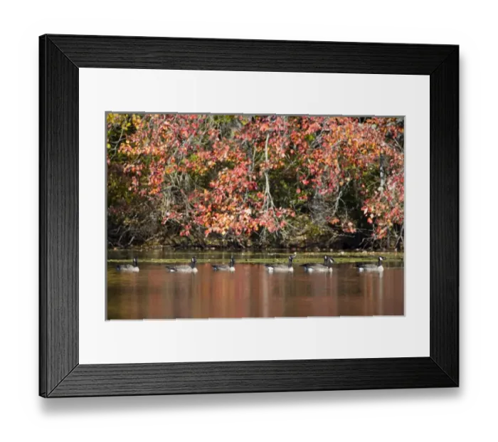 Framed Print : Canada Geese and fall reflections in Upper Mill Pond at the Ewell Reservation in Rowley Framed Print : Canada Geese and fall reflections in Upper Mill Pond at the Ewell Reservation in Rowley