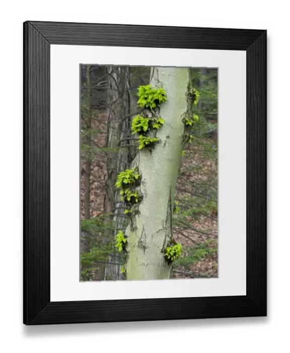 Framed Print : Leaves sprout from a beech tree at Mass Audubons Arcadia Wildlife Sanctuary in Northampton Framed Print : Leaves sprout from a beech tree at Mass Audubons Arcadia Wildlife Sanctuary in Northampton
