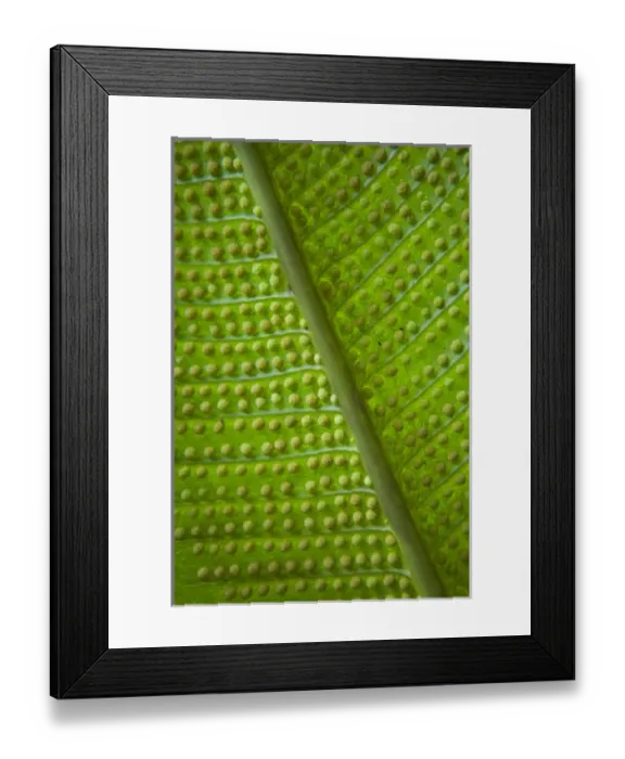 Framed Print : South America, Ecuador, El Pahuma Orchid Reserve. Botanical garden and hiking trails Framed Print : South America, Ecuador, El Pahuma Orchid Reserve. Botanical garden and hiking trails