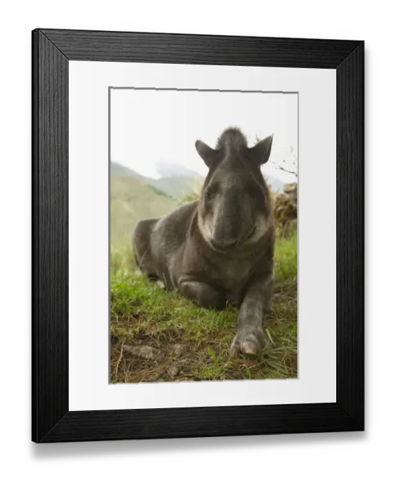 Framed Print : South America, Ecuador, Banos, tapir in Ecozoologico San Martin Framed Print : South America, Ecuador, Banos, tapir in Ecozoologico San Martin