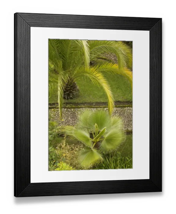 Framed Print : South America, Ecuador, Hacienda Cusin, 9km from Otavalo, palm tree in garden Framed Print : South America, Ecuador, Hacienda Cusin, 9km from Otavalo, palm tree in garden