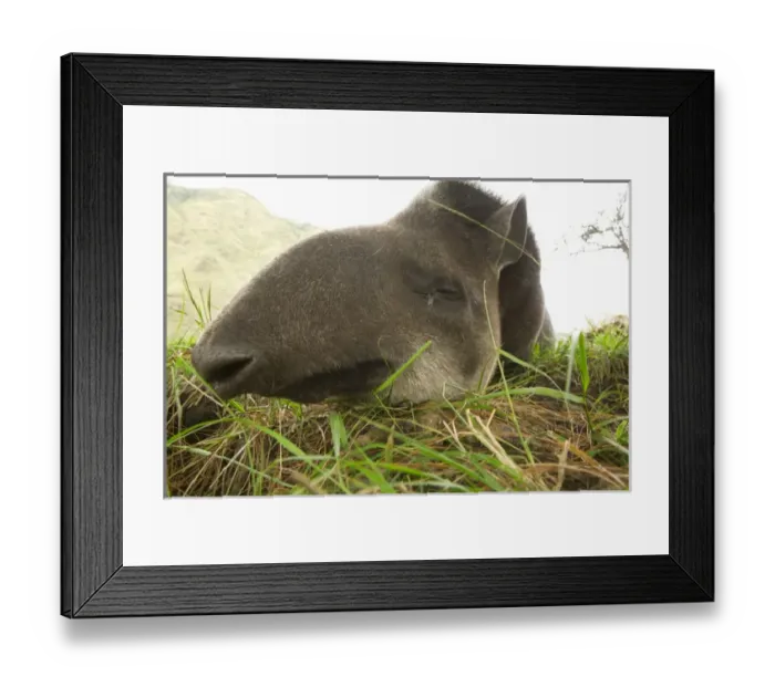 Framed Print : South America, Ecuador, Banos, tapir in Ecozoologico San Martin Framed Print : South America, Ecuador, Banos, tapir in Ecozoologico San Martin