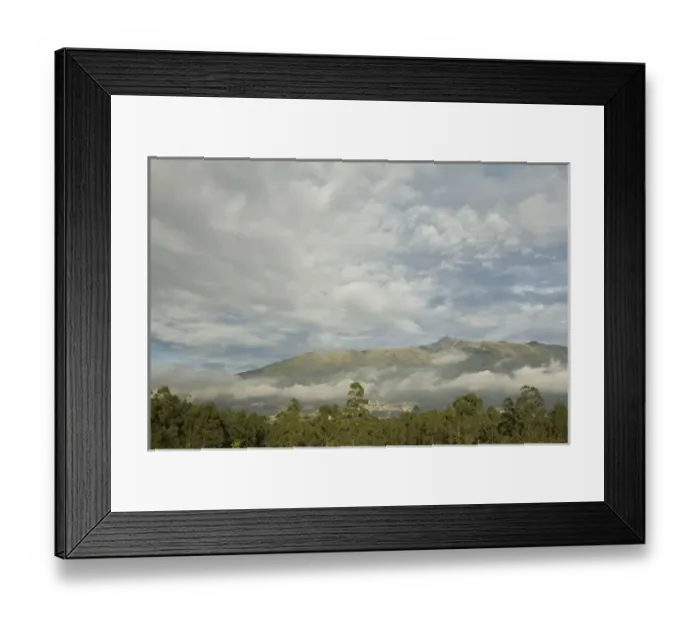 Framed Print : South America, Ecuador, Pichincha province, Quito. Eucalyptus trees and grasses with