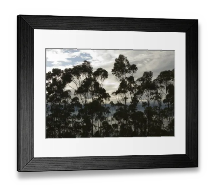 Framed Print : South America, Ecuador, Pichincha province, Quito. Eucalyptus trees Framed Print : South America, Ecuador, Pichincha province, Quito. Eucalyptus trees