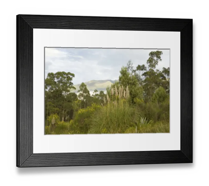 Framed Print : South America, Ecuador, Pichincha province, Quito. Eucalyptus trees and grasses with Framed Print : South America, Ecuador, Pichincha province, Quito. Eucalyptus trees and grasses with