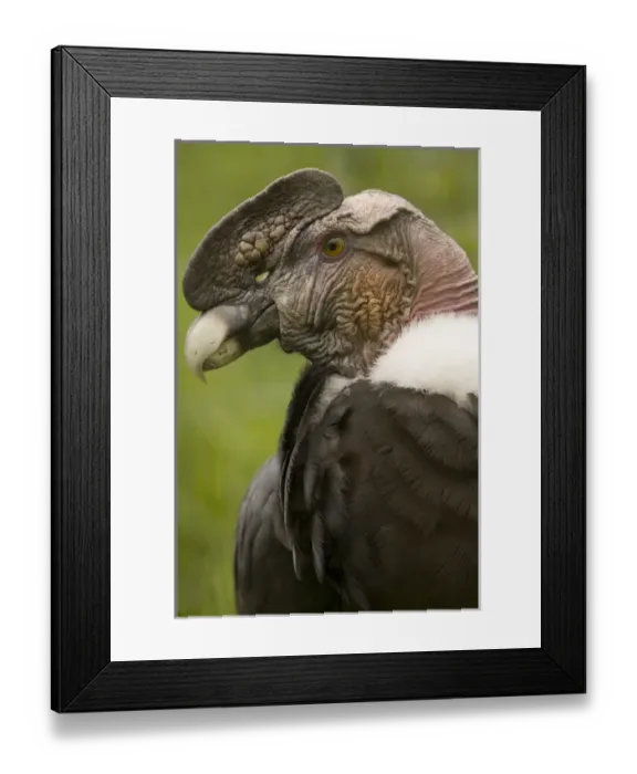 Framed Print : Equador; Zuleta; hacienda