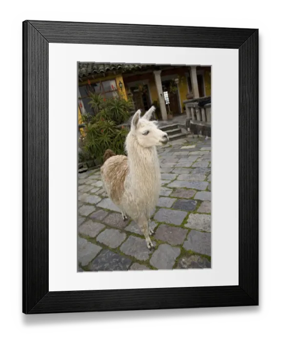 Framed Print : Hacienda San Agustin de Callo PR Framed Print : Hacienda San Agustin de Callo PR