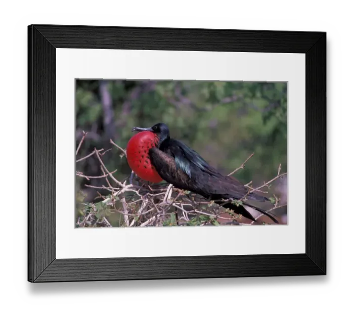 Framed Print : South America, Ecuador, Galapagos Islands. Great Frigatebird (Fregata minor), male Framed Print : South America, Ecuador, Galapagos Islands. Great Frigatebird (Fregata minor), male