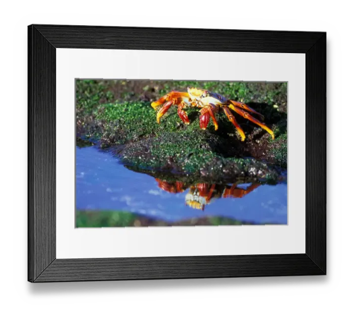 Framed Print : South America, Ecuador, Galapagos Islands. Sally Lightfoot Crab (Grapsus grapsus) Framed Print : South America, Ecuador, Galapagos Islands. Sally Lightfoot Crab (Grapsus grapsus)