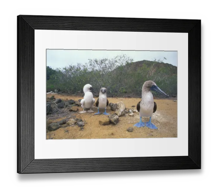 Framed Print : South America, Ecuador, Galapagos Islands, San Cristobal Island. Blue Footed Boobies Framed Print : South America, Ecuador, Galapagos Islands, San Cristobal Island. Blue Footed Boobies