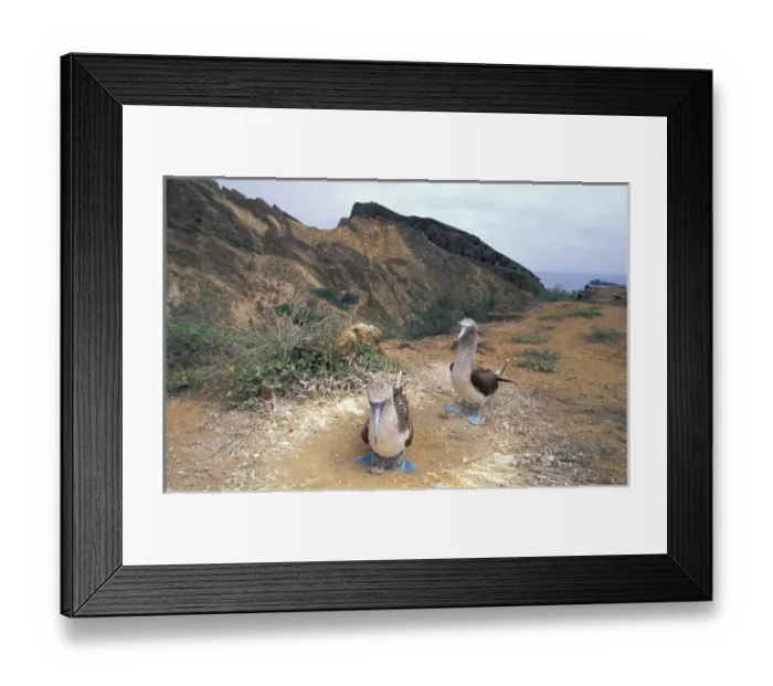 Framed Print : South America, Ecuador, Galapagos, San Crisobal Island, Blue Footed Boobies (Sula Nebouxii) Framed Print : South America, Ecuador, Galapagos, San Crisobal Island, Blue Footed Boobies (Sula Nebouxii)