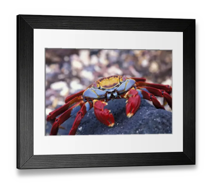 Framed Print : South America, Ecuador, Galapagos Islands. Sally Lightfoot Crab (Graspus graspus) Framed Print : South America, Ecuador, Galapagos Islands. Sally Lightfoot Crab (Graspus graspus)