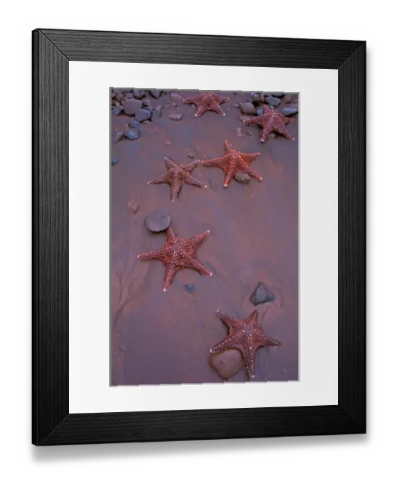 Framed Print : South America, Ecudador, Galapagos Islands, Rabida Island. Sea stars on red sand beach