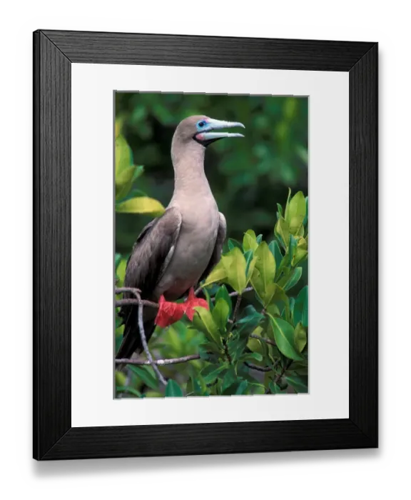 Framed Print : South America, Ecuador, Galapagos Islands, Sula Sula. Red Footed Boobie Framed Print : South America, Ecuador, Galapagos Islands, Sula Sula. Red Footed Boobie