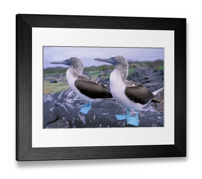 Framed Print : South America, Ecuador, Galapagos Islands, Hood Island. Blue Footed Boobies