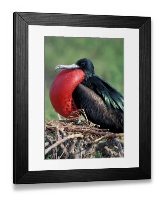 Framed Print : South America, Ecuador, Galapagos Islands. Great Frigatebird (Fregata minor), male Framed Print : South America, Ecuador, Galapagos Islands. Great Frigatebird (Fregata minor), male