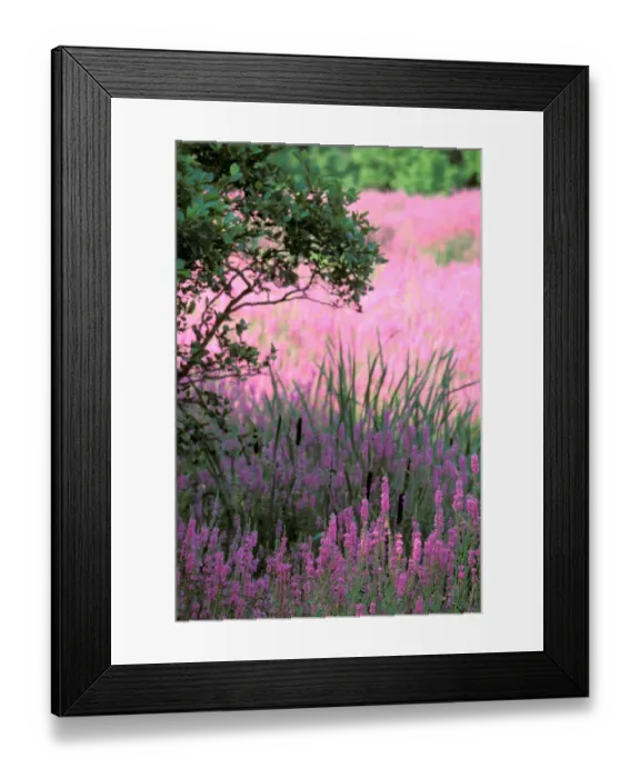 Framed Print : North America, USA, Massachusettes. Summer flowers, Purple Lythrum Framed Print : North America, USA, Massachusettes. Summer flowers, Purple Lythrum
