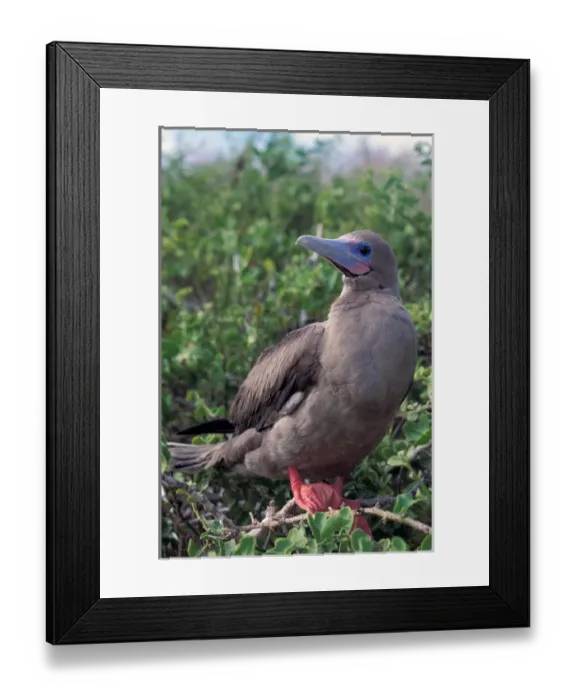Framed Print : South America, Ecuador, Galapagos Islands. Red Footed Booby (Sula sula) Framed Print : South America, Ecuador, Galapagos Islands. Red Footed Booby (Sula sula)