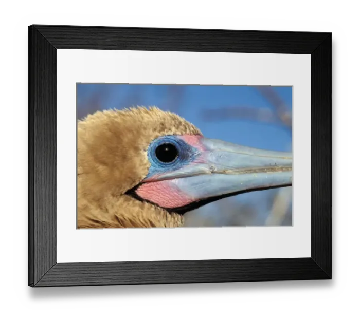 Framed Print : South America, Ecuador, Galapagos Islands. Red Footed Booby (Sula sula)