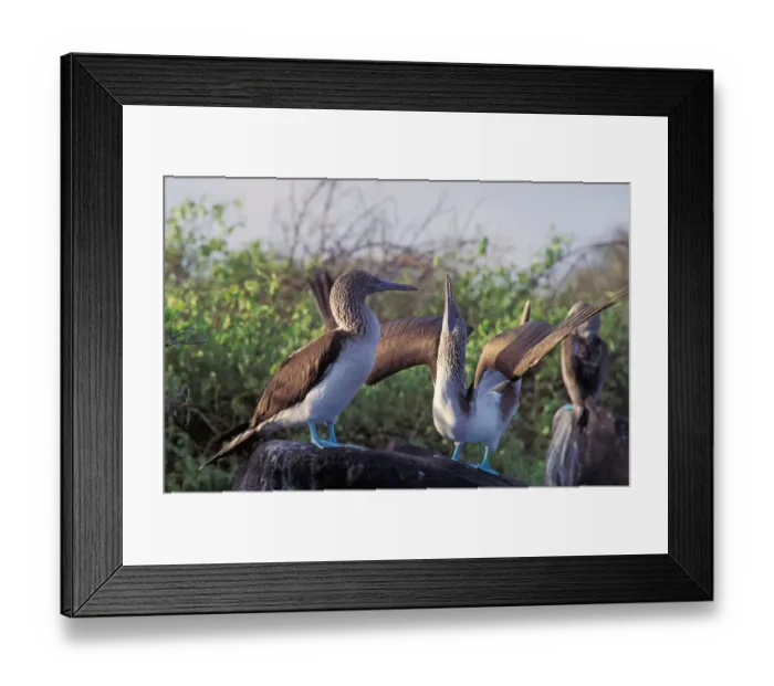 Framed Print : South America, Ecuador, Galapagos Islands. Blue Footed Boobies (Sula nebouxii) Framed Print : South America, Ecuador, Galapagos Islands. Blue Footed Boobies (Sula nebouxii)