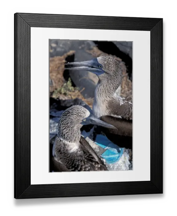 Framed Print : South America, Ecuador, Galapagos Islands. Blue Footed Boobies (Sula nebouxii) Framed Print : South America, Ecuador, Galapagos Islands. Blue Footed Boobies (Sula nebouxii)