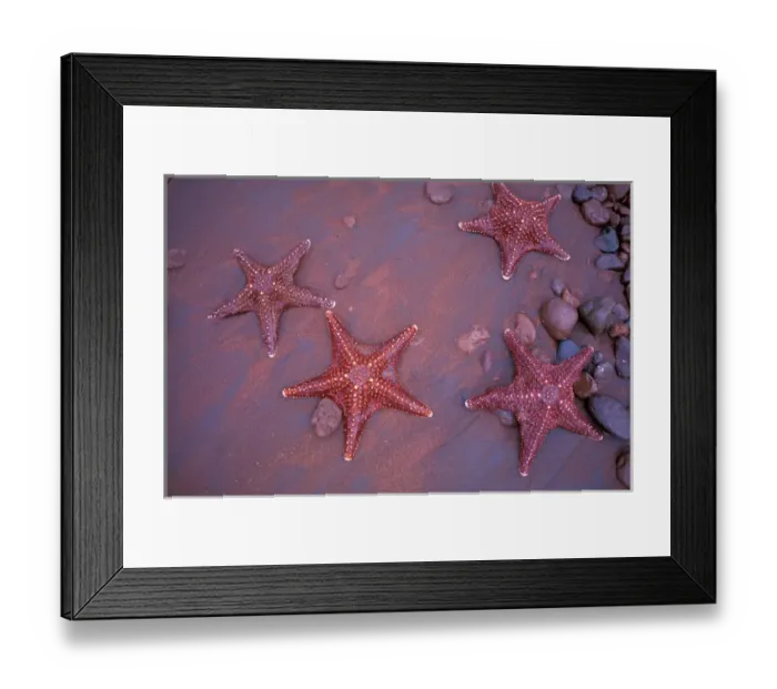 Framed Print : South America, Ecuador, Galapagos Islands, Rabida Island. Sea Stars on red sandy beach Framed Print : South America, Ecuador, Galapagos Islands, Rabida Island. Sea Stars on red sandy beach