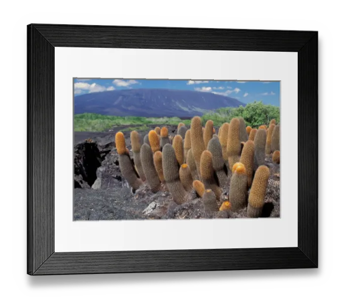 Framed Print : South America, Ecuador, Galapagos Islands, Fernandina Island. Cactus (Brachycereus