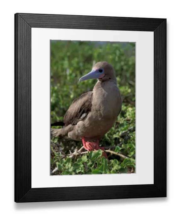 Framed Print : South America, Ecuador, Galapagos Islands. Red Footed Booby (Sula sula) Framed Print : South America, Ecuador, Galapagos Islands. Red Footed Booby (Sula sula)