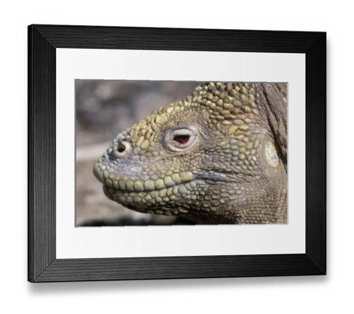Framed Print : South America, Ecuador, Galapagos Islands, Santa Fe Island. Land Iguana (Conolophus Framed Print : South America, Ecuador, Galapagos Islands, Santa Fe Island. Land Iguana (Conolophus