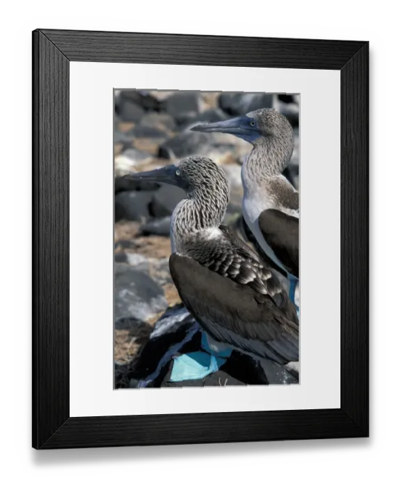 Framed Print : South America, Ecudador, Galapagos Islands. Blue Footed Boobies (Sula nebouxii)