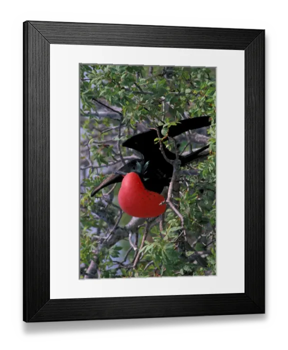 Framed Print : South America, Ecudador, Galapagos Islands. Great Frigatebird (Fregata minor) male