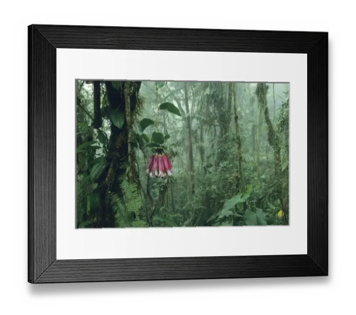 Framed Print : Ecuador, Andes Mountains, 2700m, Cloud Forest, western slope, Bomarea flower with vine
