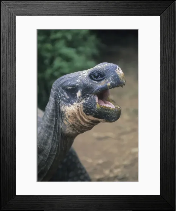 Framed Print : Galapagos Giant Tortoise (Geochelone elephantopus) Captive, Charles Darwin Research Center Framed Print : Galapagos Giant Tortoise (Geochelone elephantopus) Captive, Charles Darwin Research Center