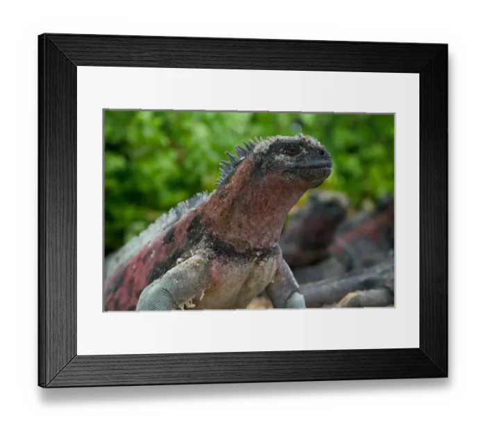Framed Print : Marine iguana on Galapagos Islands, Equador Framed Print : Marine iguana on Galapagos Islands, Equador