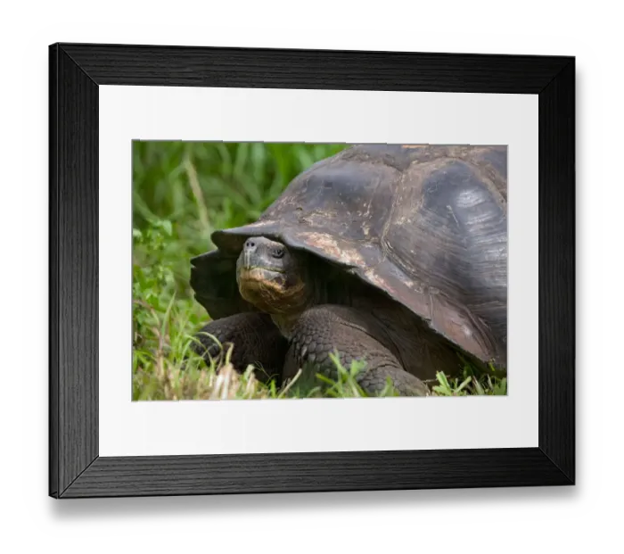 Framed Print : Turtle in the grass, Galapagos Islands, Equador