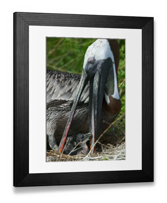 Framed Print : 05. South America, Ecuador