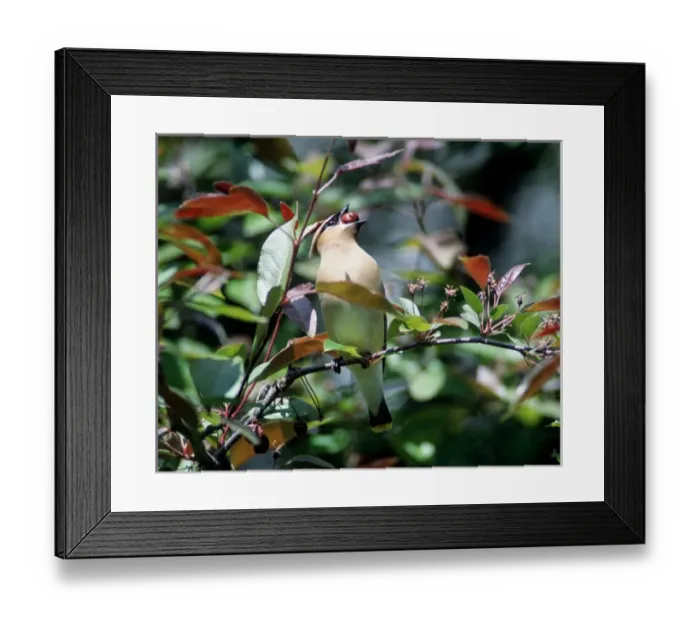 Framed Print : Cedar Waxwing perched eating on a crabapple Framed Print : Cedar Waxwing perched eating on a crabapple