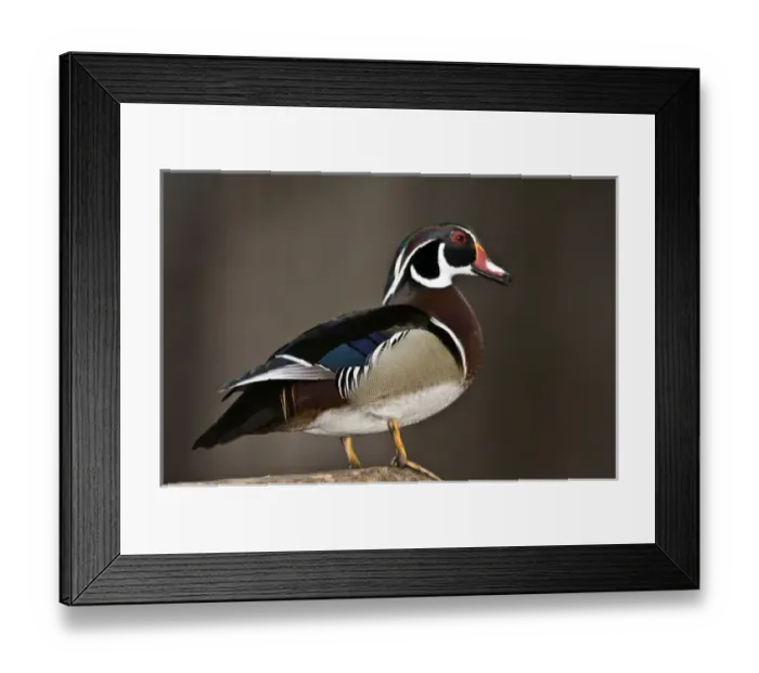 Framed Print : Nobody, North America, USA, Minnesota, Mendota Heights, Wood Duck, Drake Framed Print : Nobody, North America, USA, Minnesota, Mendota Heights, Wood Duck, Drake