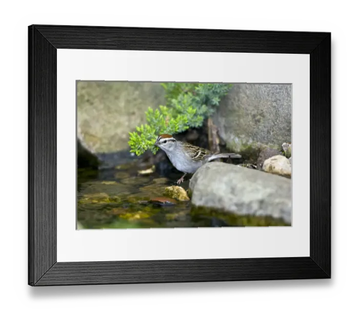 Framed Print : Chipping Sparrow, about to bathe in the water