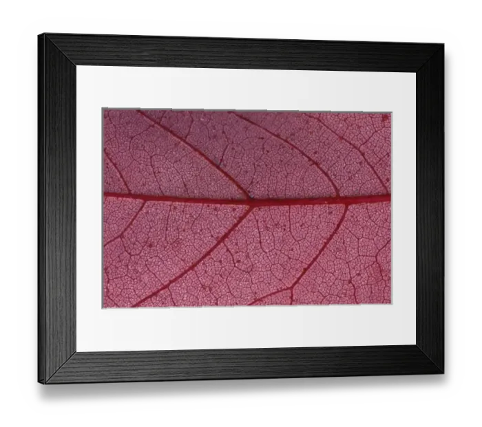 Framed Print : North America, USA, Minnesota. Leaf detail Framed Print : North America, USA, Minnesota. Leaf detail