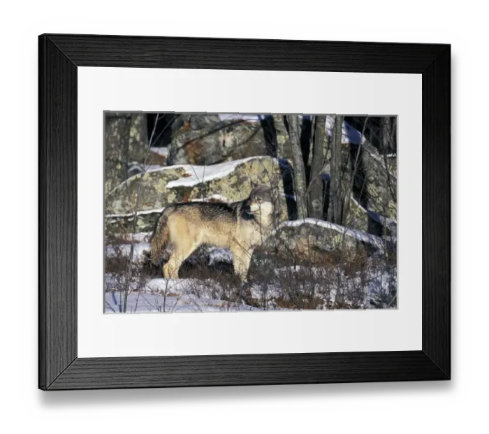 Framed Print : North America, USA, Minnesota. Wolf (Canis lupus)