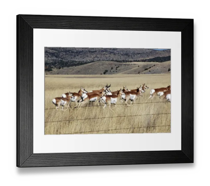 Framed Print : Montana, Three Forks. Herd of pronghorn (antelope) in a prairie Framed Print : Montana, Three Forks. Herd of pronghorn (antelope) in a prairie