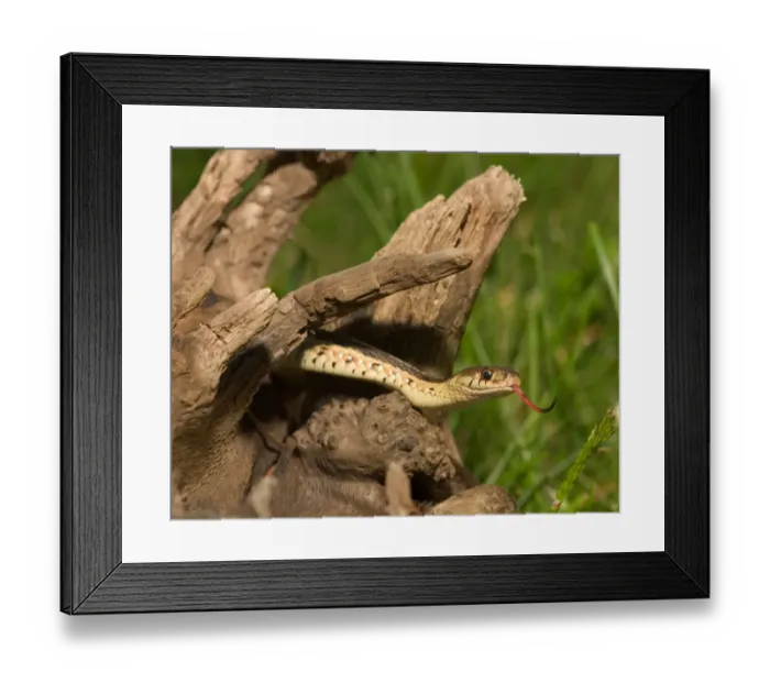 Framed Print : Eastern garter snake on log Thamnophis s. sirtalis Kettle River, MN Framed Print : Eastern garter snake on log Thamnophis s. sirtalis Kettle River, MN